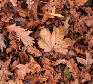 Jesienna zbiórka liści