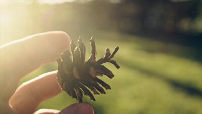 Szyszkowe Zwierzątka