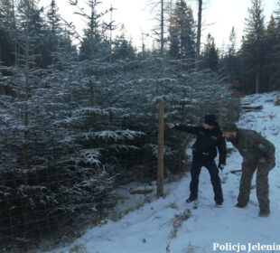 Działania przeciw nielegalnej wycince drzew