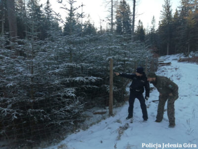 Działania przeciw nielegalnej wycince drzew Działania przeciw nielegalnej wycince drzew