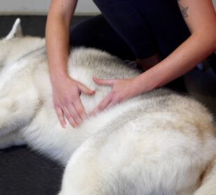 Osteopatia  w leczeniu zwierząt