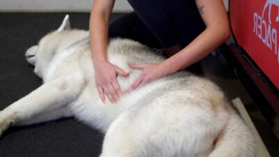 Osteopatia  w leczeniu zwierząt