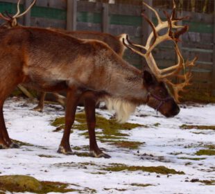 Borowickie renifery czekają na Mikołaja Borowickie renifery czekają na Mikołaja