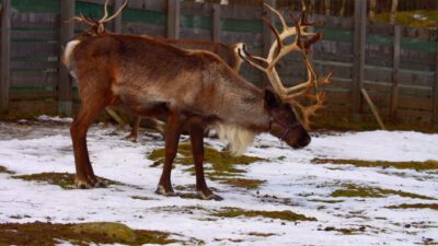 Borowickie renifery czekają na Mikołaja