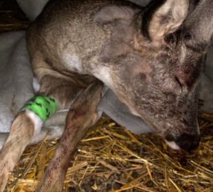 Kto pomaga zwierzętom, które ucierpią w zdarzeniu drogowym? Kto pomaga zwierzętom, które ucierpią w zdarzeniu drogowym?