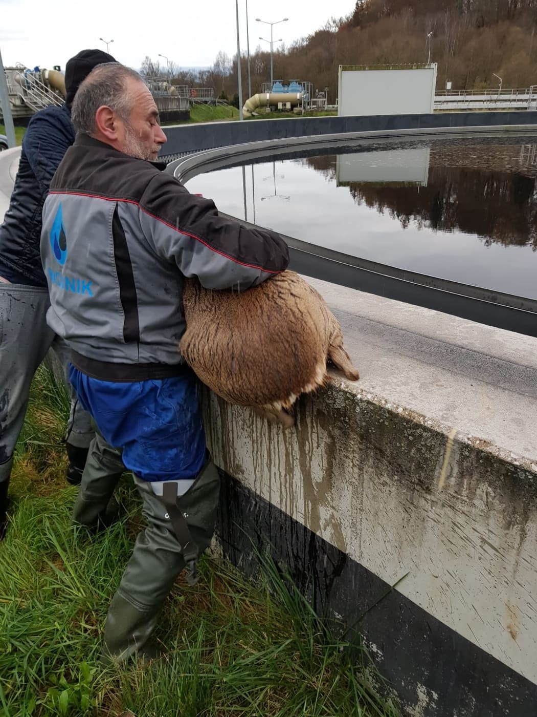 W Wodniku uratowali jelonka