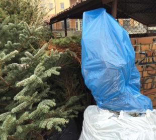 Pierwsze choinki już w śmietnikach