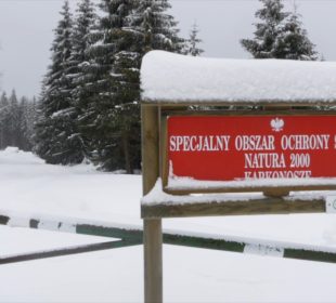 Jakuszyckie szlaki dla narciarzy czy piechurów?