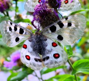Niepylak Apollo budzi się do życia