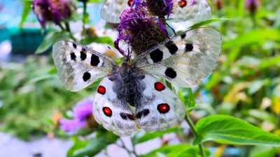 Niepylak Apollo budzi się do życia