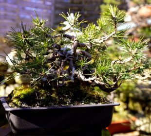 Bonsai sztuka dla każdego Bonsai sztuka dla każdego