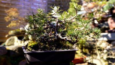 Bonsai sztuka dla każdego