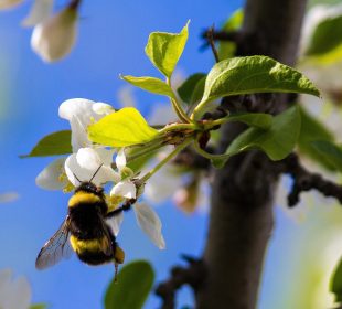 Dzień Dzikiej Przyrody. Sprawdź, jak na co dzień pomagać naturze Dzień Dzikiej Przyrody. Sprawdź, jak na co dzień pomagać naturze