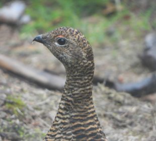 Uwaga, zamknięte szlaki !