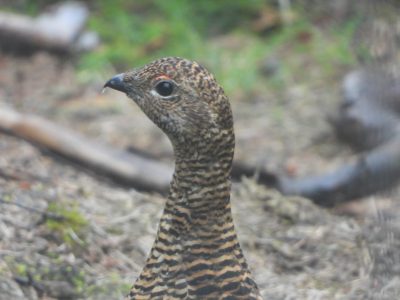 Uwaga, zamknięte szlaki !