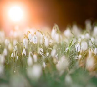 Przyroda budzi się do życia. Sprawdź, jak można się o nią zatroszczyć Przyroda budzi się do życia. Sprawdź, jak można się o nią zatroszczyć