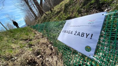 Akcja ochrony płazów