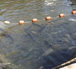 Wiosenne zarybianie dolnośląskich rzek pstrągiem potokowym