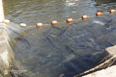 Wiosenne zarybianie dolnośląskich rzek pstrągiem potokowym Wiosenne zarybianie dolnośląskich rzek pstrągiem potokowym