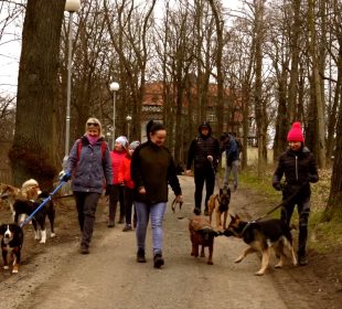 Dogtrekking tak to robią w Lubaniu
