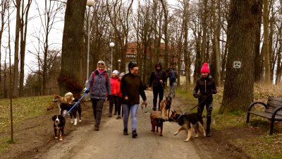 Dogtrekking tak to robią w Lubaniu