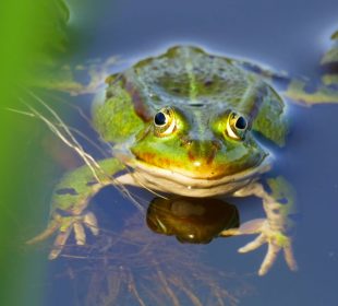 Ratujmy żaby z KPN