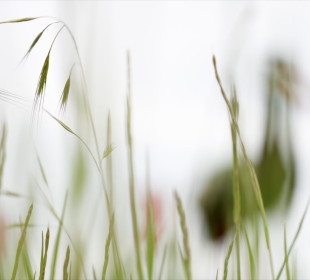 Nowy gość w Podgórzynie