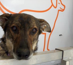 Myjnia dla psów Myjnia dla psów