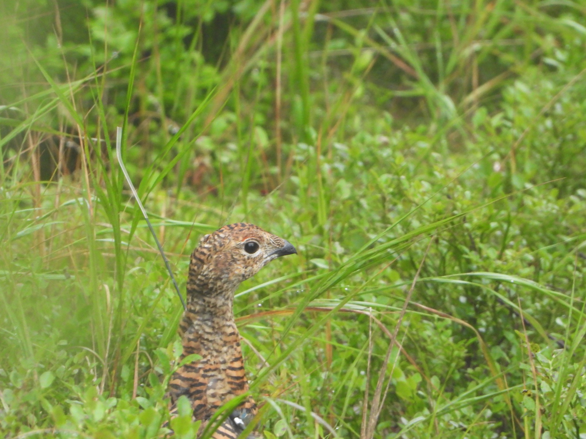 KPN: Szlaki nadal pozostają zamknięte