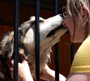 Podaruj dychę na psią michę Podaruj dychę na psią michę