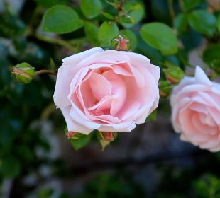 Róża- królowa kwiatów