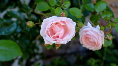 Róża- królowa kwiatów