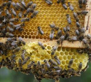 8 sierpnia obchodzimy Wielki Dzień Pszczół