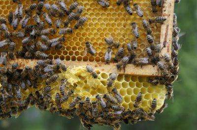 8 sierpnia obchodzimy Wielki Dzień Pszczół