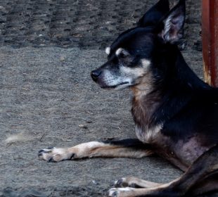 Staruszkowo potrzebuje naszej pomocy