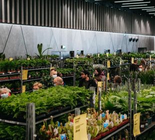 Festiwal Roślin w niedługo zawita do Legnicy