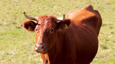 Krowy na wypasie czyli kolejny pomysł KPN na wzbogacenie bioróżnorodności