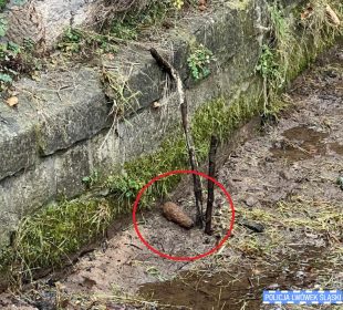 Pocisk moździerzowy w potoku w Lwówku Śląskim