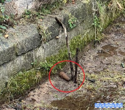 Pocisk moździerzowy w potoku w Lwówku Śląskim