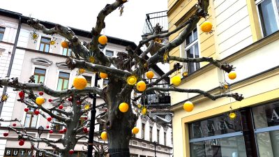 Platany znów wypiękniały