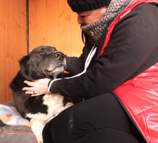 Pomóż psom i weź udział w licytacji