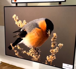 “Ptaki Karkonoszy”- najnowsza wystawa w Muzeum Sportu i Turystyki