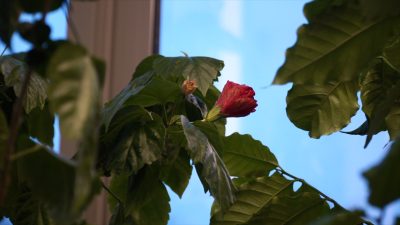 Stwórzmy pałacową oazę