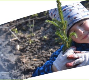 Lasy Pełne Energii Lasy Pełne Energii