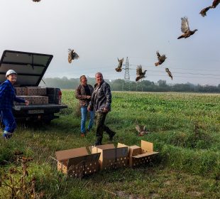 Zagrożony wyginięciem gatunek ptaków zasiedlił tereny sąsiadujące z Kopalnią Turów Zagrożony wyginięciem gatunek ptaków zasiedlił tereny sąsiadujące z Kopalnią Turów