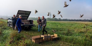 Zagrożony wyginięciem gatunek ptaków zasiedlił tereny sąsiadujące z Kopalnią Turów