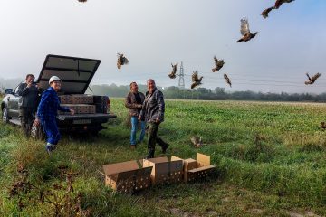 Zagrożony wyginięciem gatunek ptaków zasiedlił tereny sąsiadujące z Kopalnią Turów