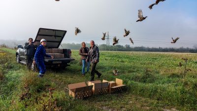 Zagrożony wyginięciem gatunek ptaków zasiedlił tereny sąsiadujące z Kopalnią Turów