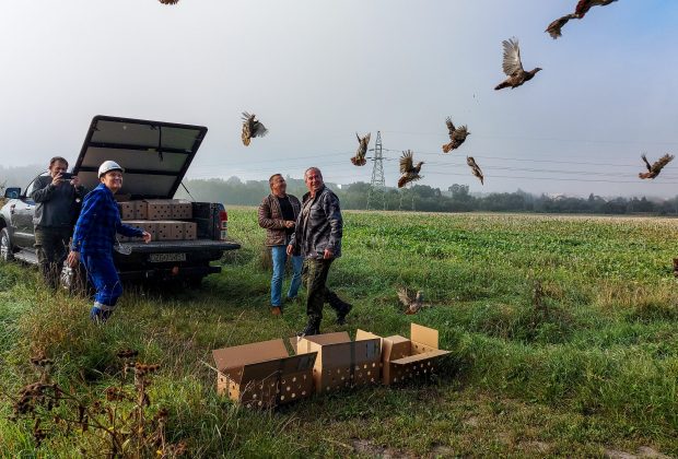 Zagrożony wyginięciem gatunek ptaków zasiedlił tereny sąsiadujące z Kopalnią Turów Zagrożony wyginięciem gatunek ptaków zasiedlił tereny sąsiadujące z Kopalnią Turów
