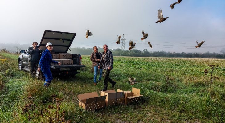 Zagrożony wyginięciem gatunek ptaków zasiedlił tereny sąsiadujące z Kopalnią Turów Zagrożony wyginięciem gatunek ptaków zasiedlił tereny sąsiadujące z Kopalnią Turów
